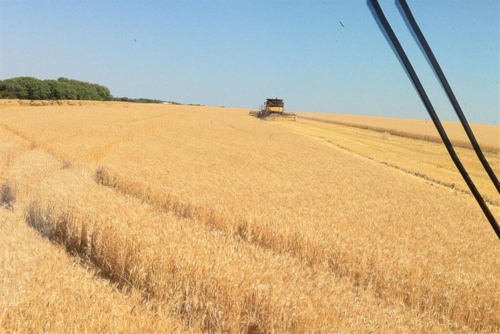 Colheita do trigo está 90% concluída no Rio Grande do Sul