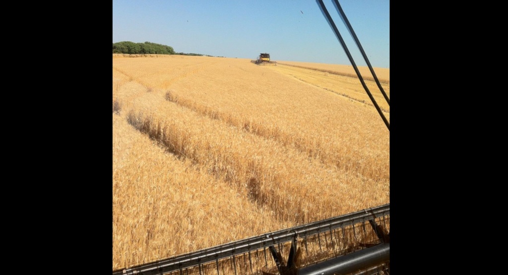 Colheita do trigo começa no Rio Grande do Sul