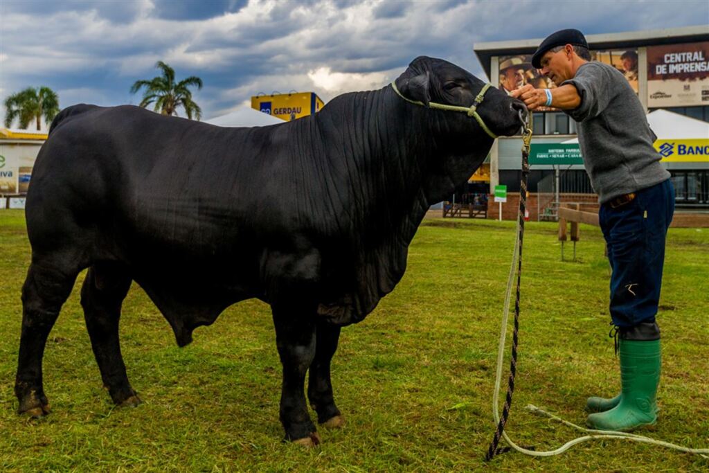 Foto: Evandro Leal (Especial) - O tratador João Brum mostra o macho brangus JMT 285 Zarco, que disputará prêmios