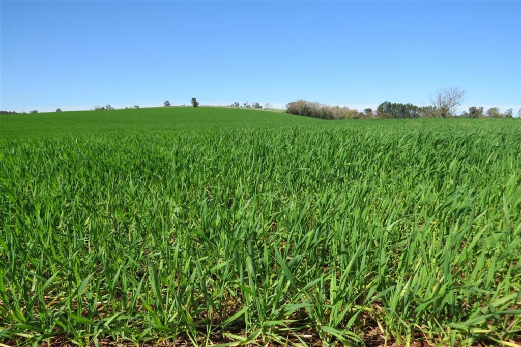 Área de trigo deve cair quase 30% na Região Central