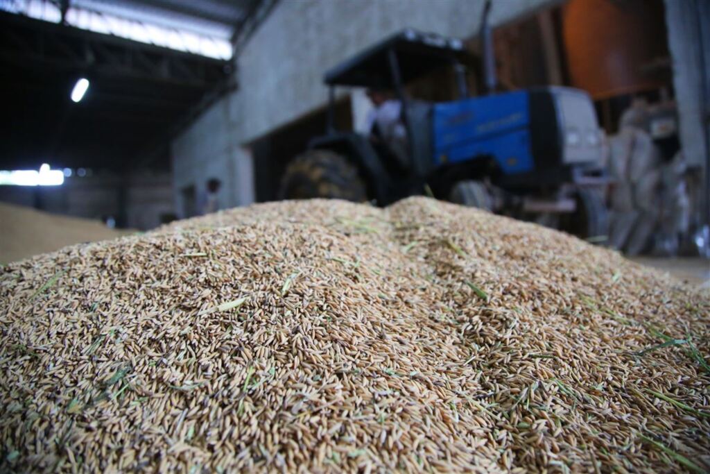 Foto: Gabriel Haesbaert (Diário) - Enquanto o arroz (foto) deve a seguir com preços baixos, soja terá aumento da produção
