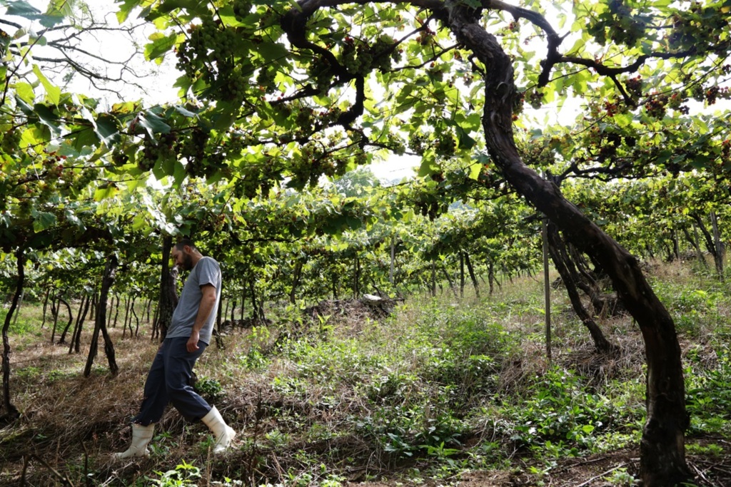 Produtores da região têm boa expectativa para safra de uva