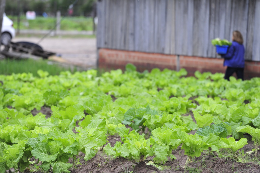 Renda do agricultor familiar gaúcho caiu em 2017