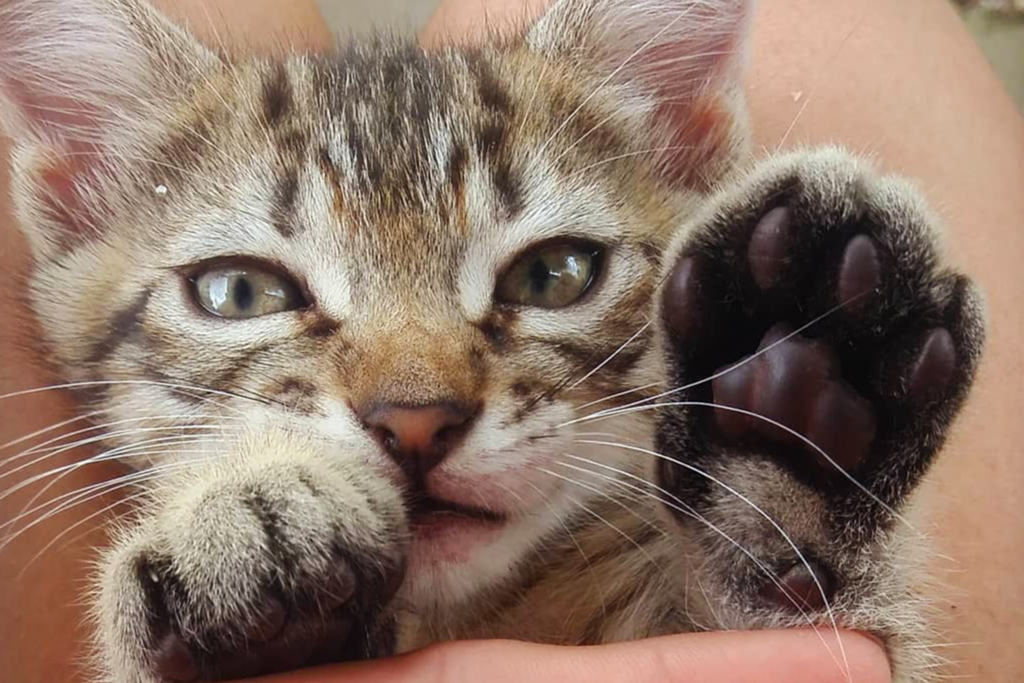 VÍDEO: 150 gatíneos para comemorar o Dia Mundial do Gato