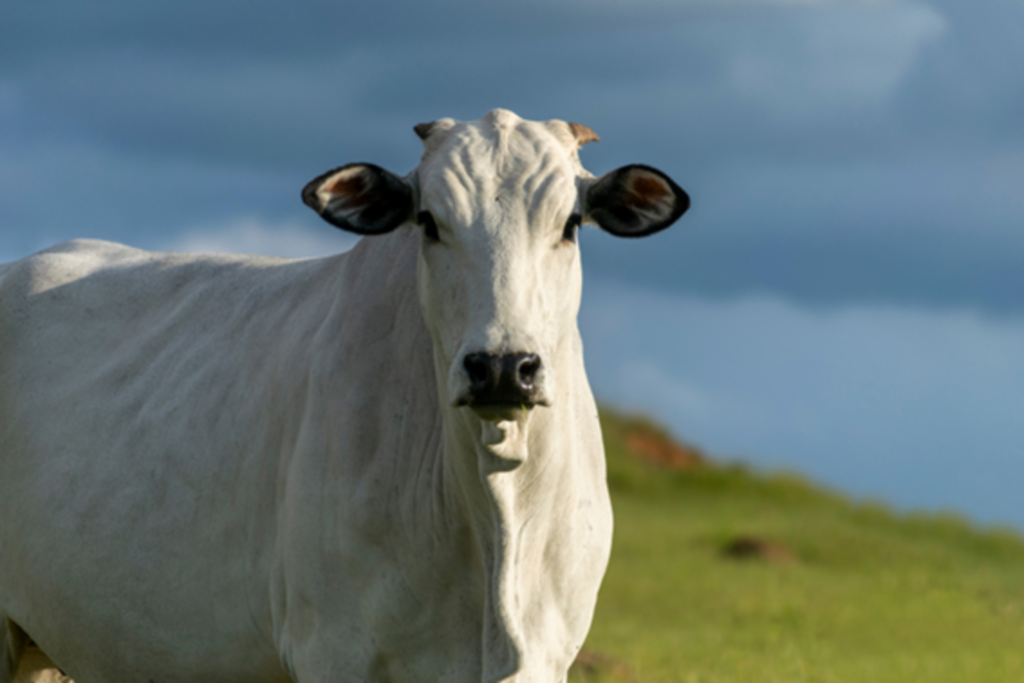 Brasil deve retomar exportação de carne bovina à China em março