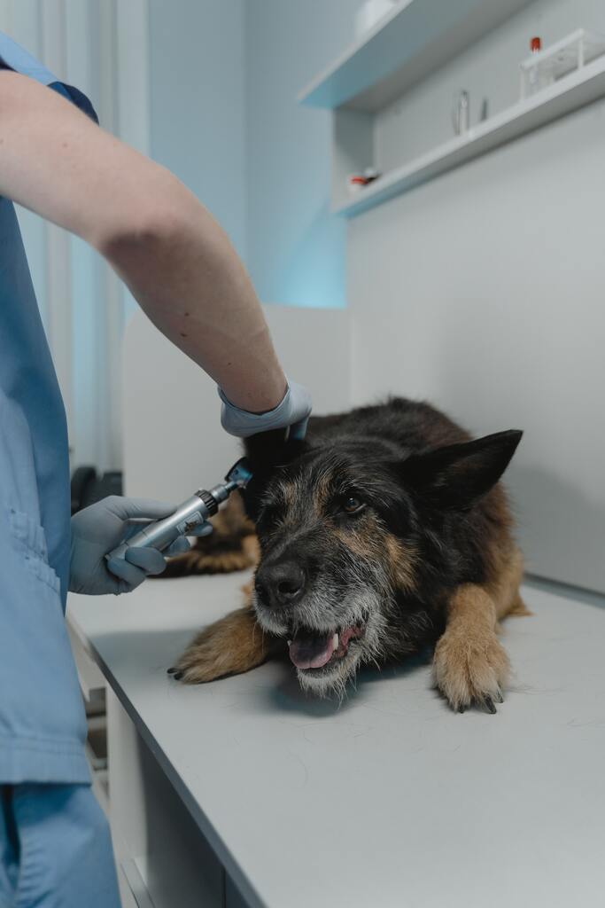 Foto: Reprodução - Pexels - DP - Cão doente está sendo monitorado