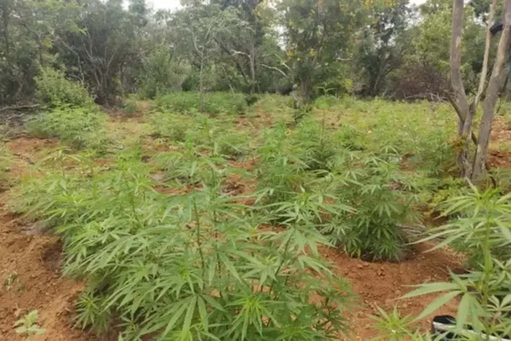 PM encontra pés de maconha, entorpecentes e dinheiro em residência na Praia do Rosa