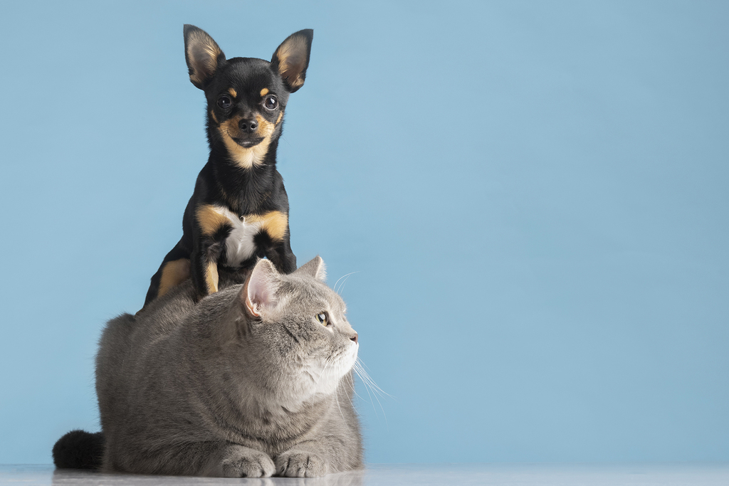 LIGEIRINHO 
Recado da Comunidade 
O pet morreu: o que fazer com o corpo do animal?