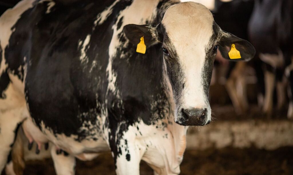 Mapa confirma que caso recente da Vaca Louca é atípico