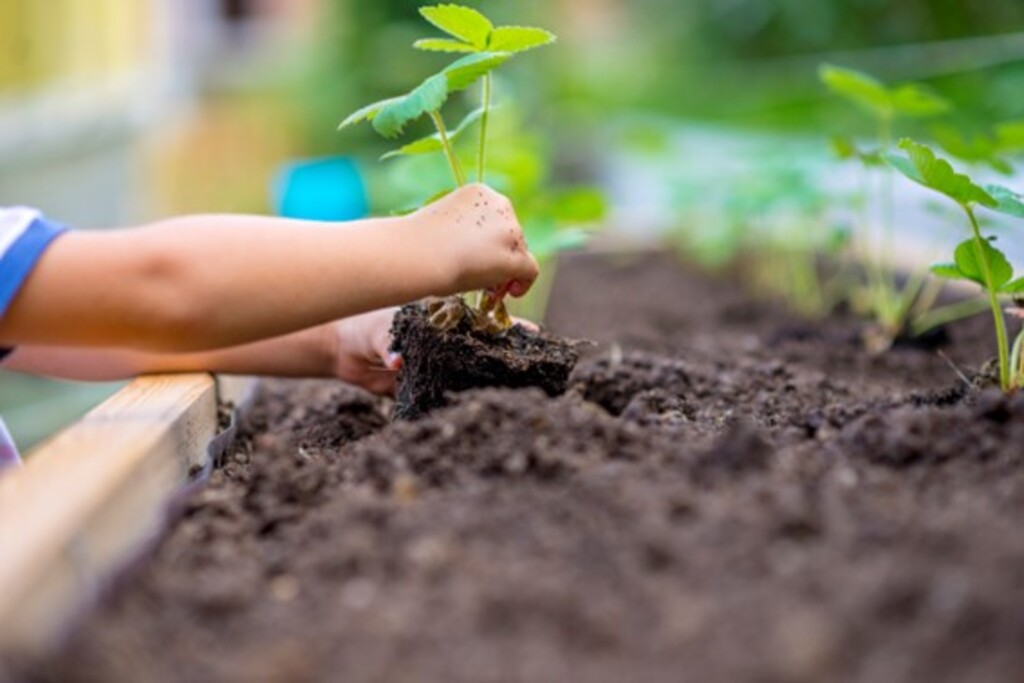 Reprodução - O projeto da Horta de temperos também incentivará o uso de compostagem orgânica.