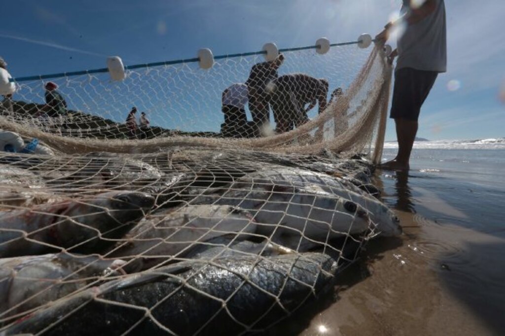 Pesca da tainha em 2023 está suspensa