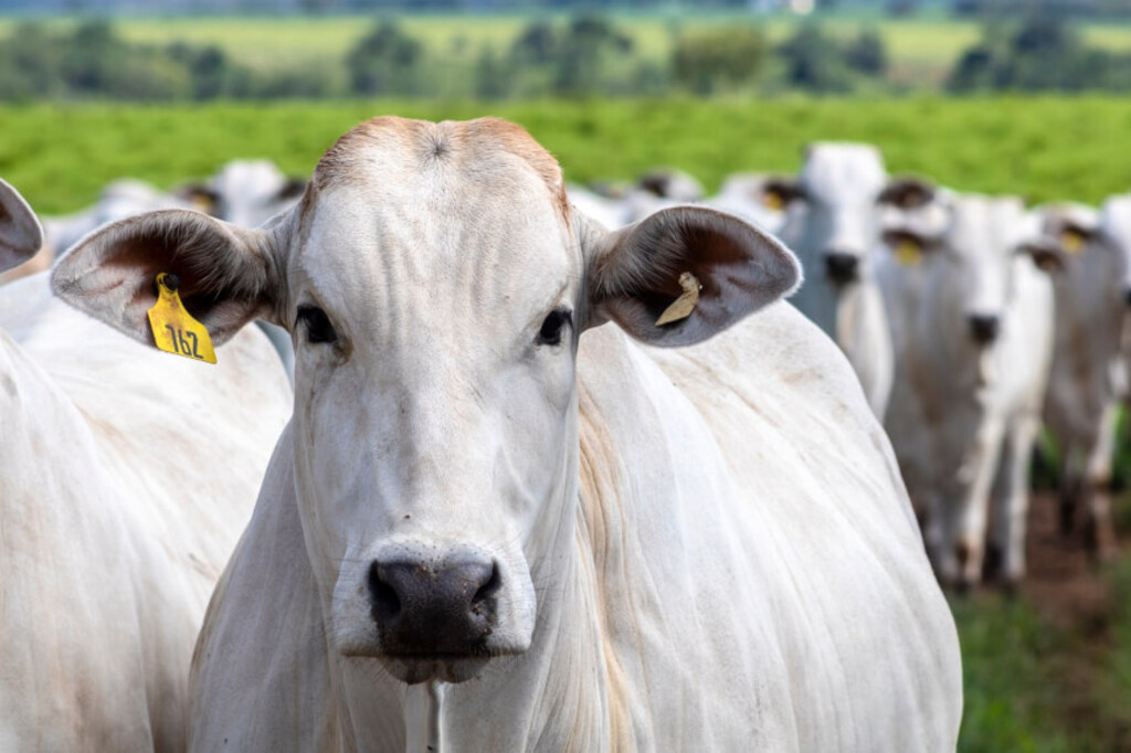 Quatro países vetaram carne bovina do Brasil