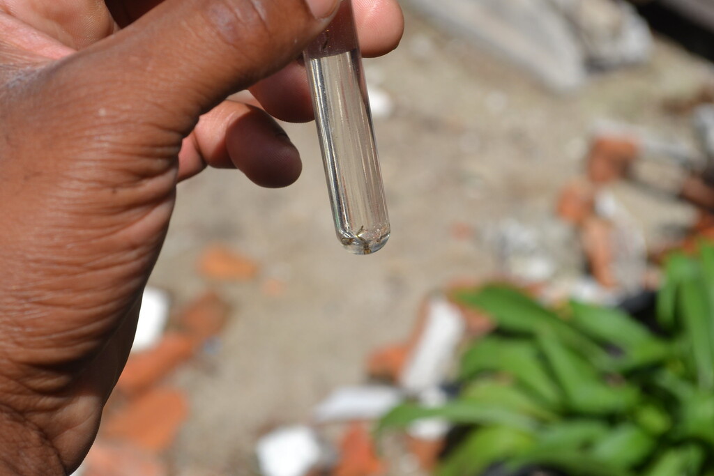 Rio Grande identifica dez focos do mosquito da dengue