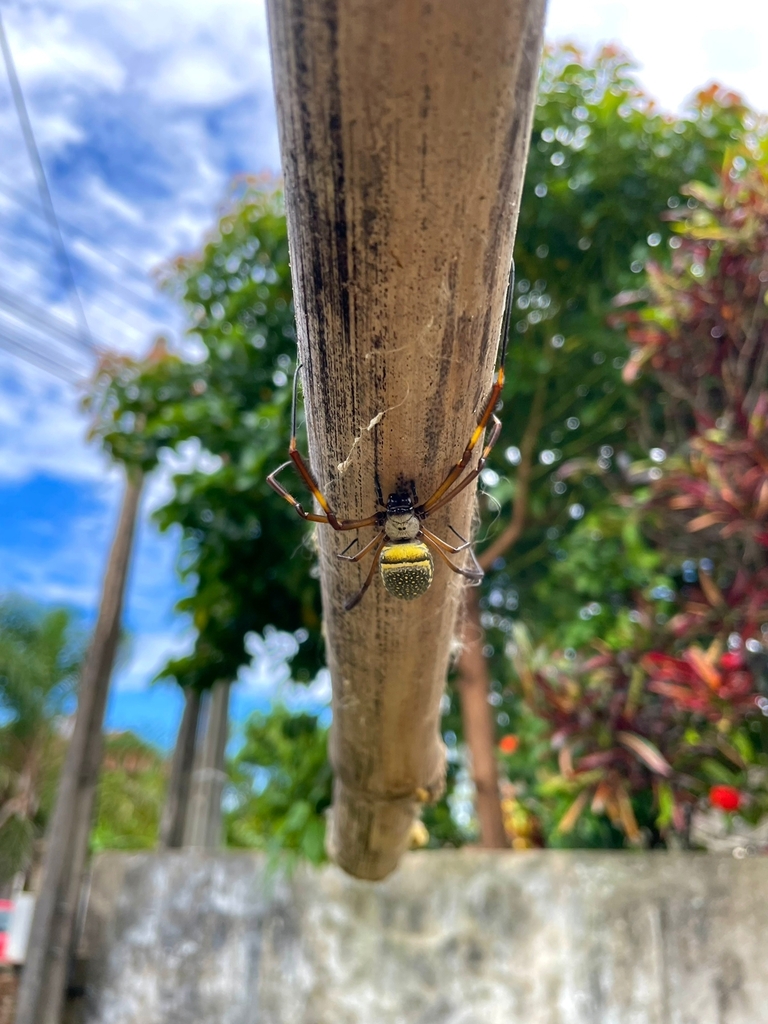 Bombeiros são acionados para captura de aranha no pátio de uma residência na Vila Nova