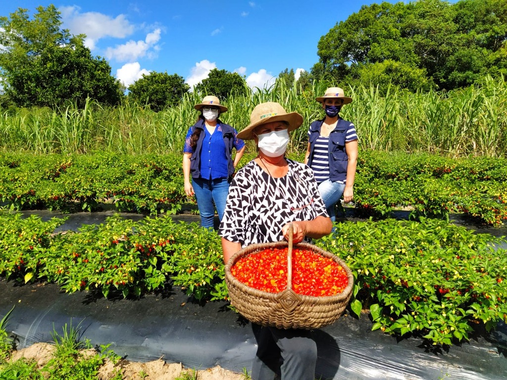 Produtores de Turuçu esperam colher 120 toneladas de pimenta