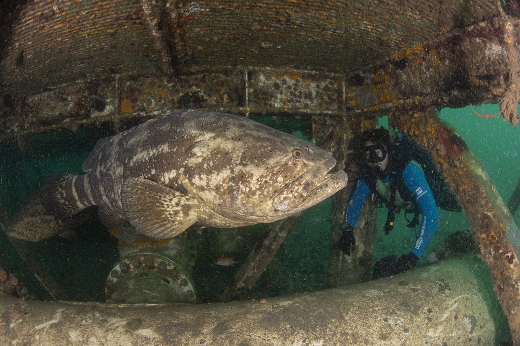 Projeto amplia monitoramento do peixe mero no Sul do país