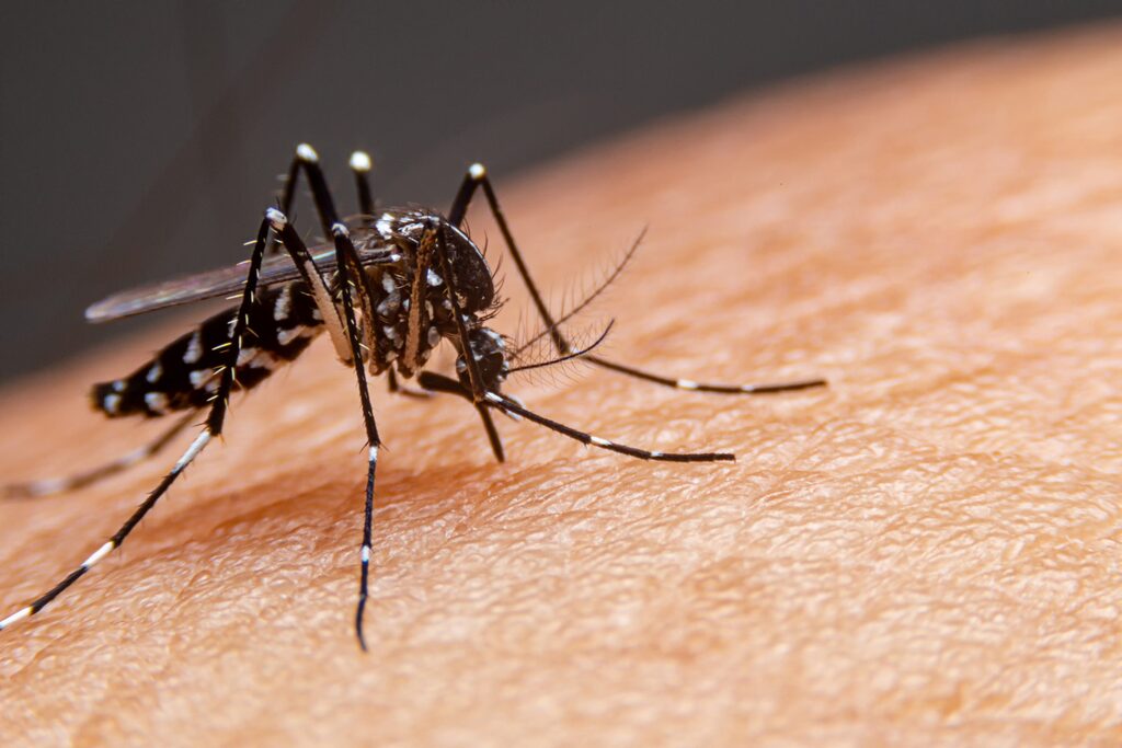 Confirmado primeiro óbito por dengue em 2023