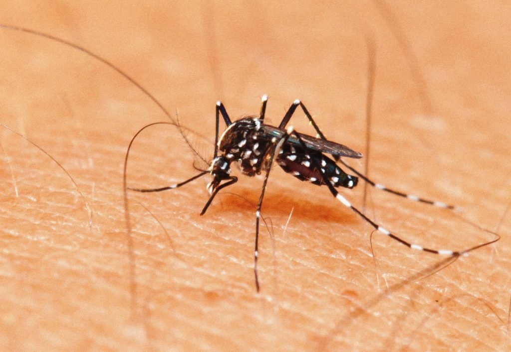 Rio Grande do Sul confirma primeira morte por dengue