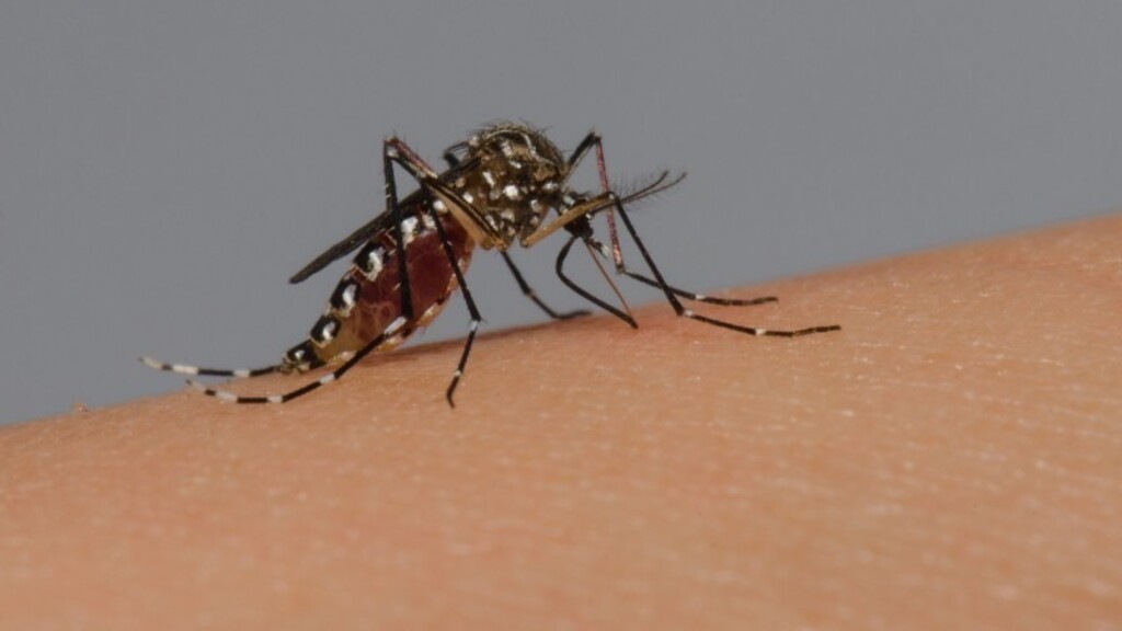 Uruguaiana tem quatro casos confirmados de dengue