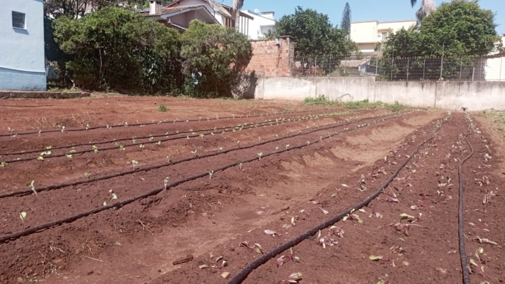 Horta Comunitária recebe o plantio de mais de mil mudas