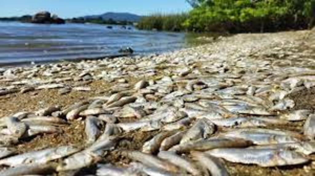 Milhares de peixes mortos cobrem areia de praia em Florianópolis