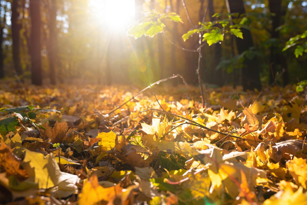 https://suitacdn.cloud-bricks.net/fotos/741658/file/desktop/autumn-nature-background-autumn-yellow-leaves-sunny-forest.jpg?1679238449