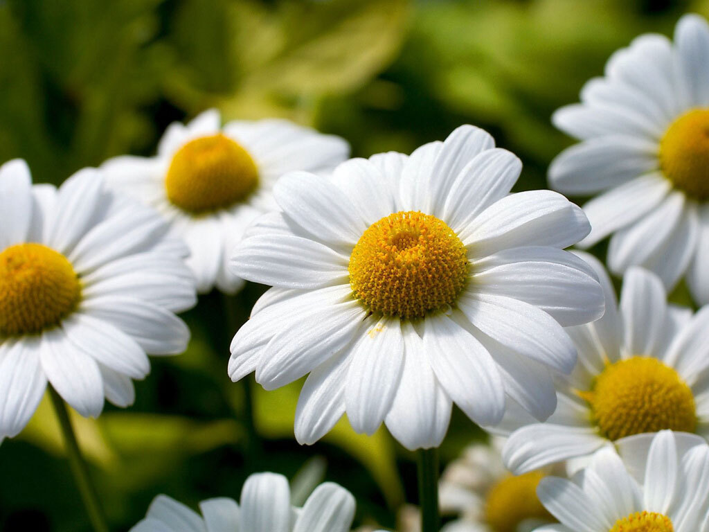 Flores perfeitas para cultivar em casa no outono