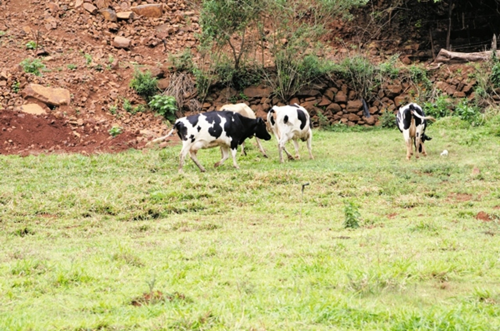 Primeira Feira Regional da Bezerra