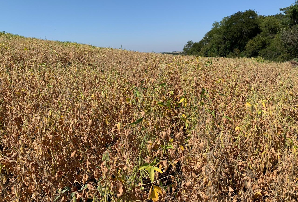 Foto: Divulgação - FecoAgro RS - 