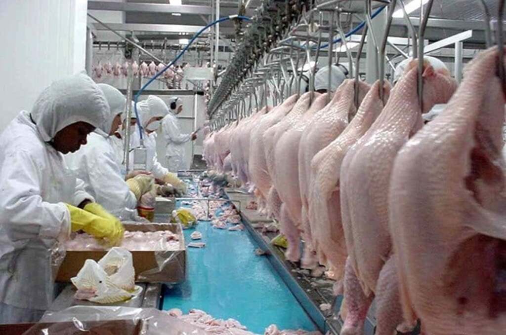 Alta de 27,8% no faturamento com exportações de carne de frango