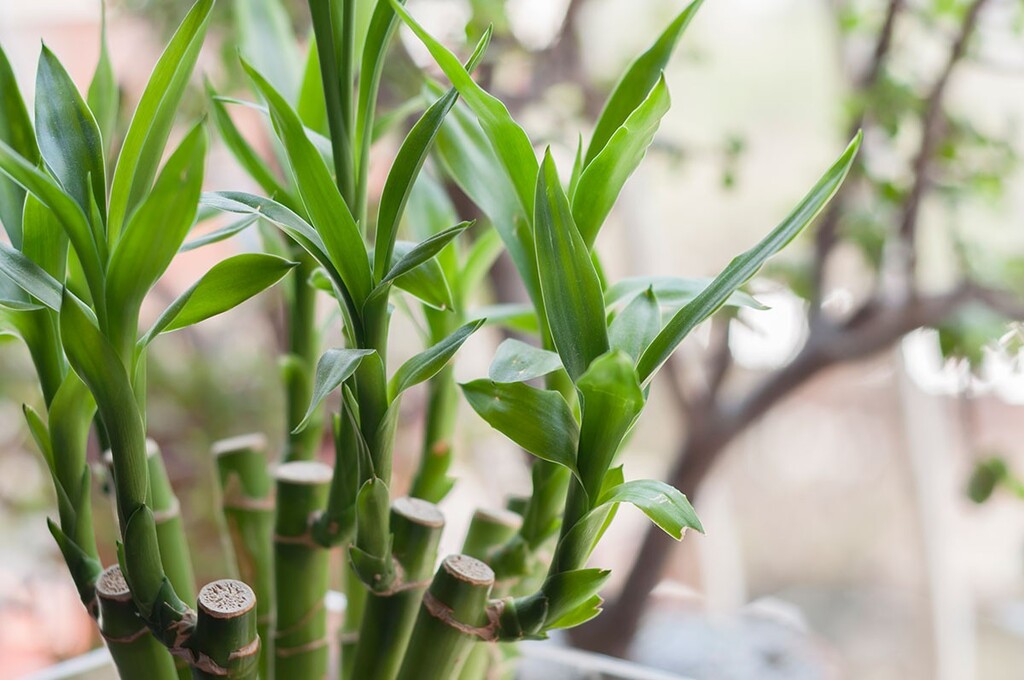 Como cultivar o bambuzinho da sorte