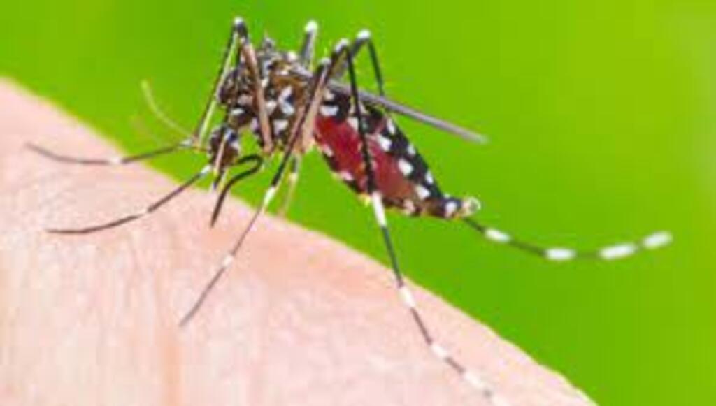 Dengue já registra mais de 1,5 mil casos em uma semana em SC