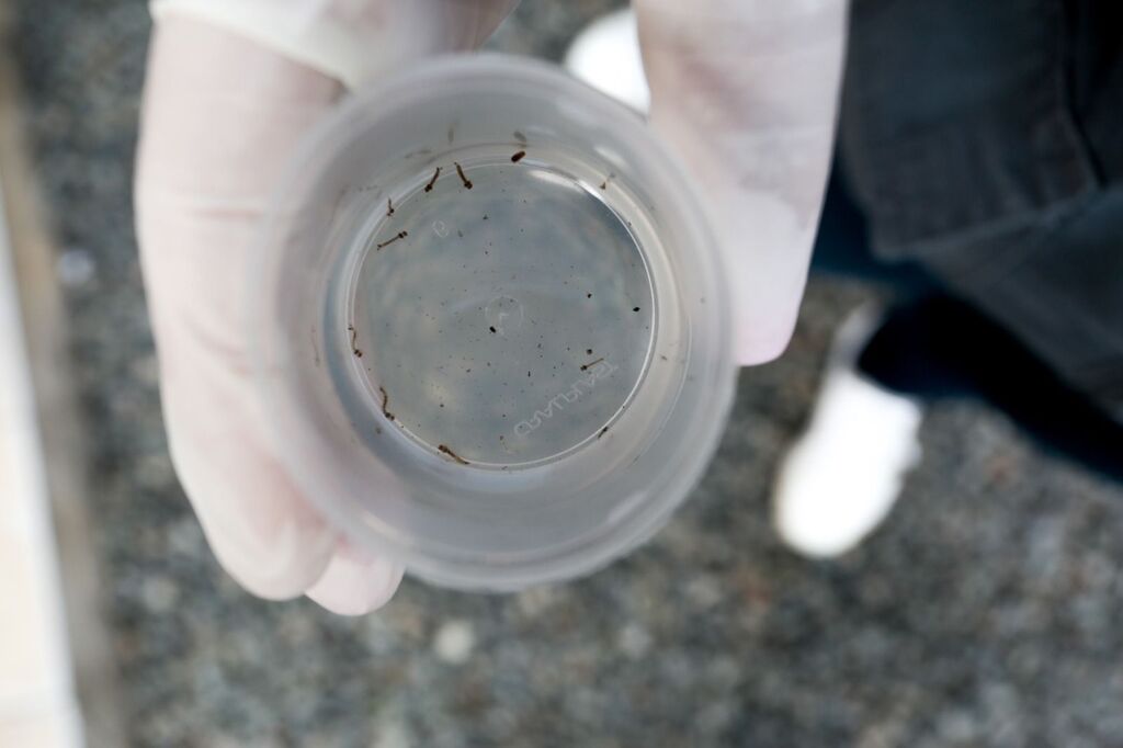 Saúde de Joinville orienta sobre como eliminar focos do mosquito da dengue em quintais e residências