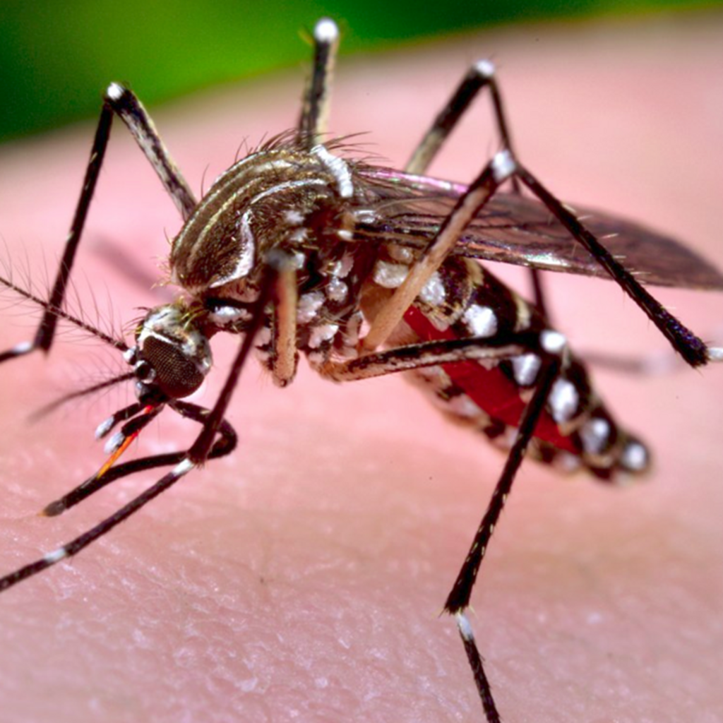 PASSO DE TORRES REGISTRA O PRIMEIRO CASO DE DENGUE