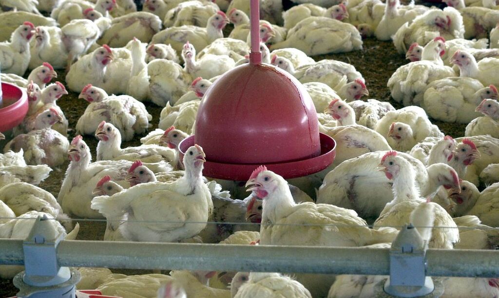 Ministério suspende feiras e eventos com aglomerações de aves no país