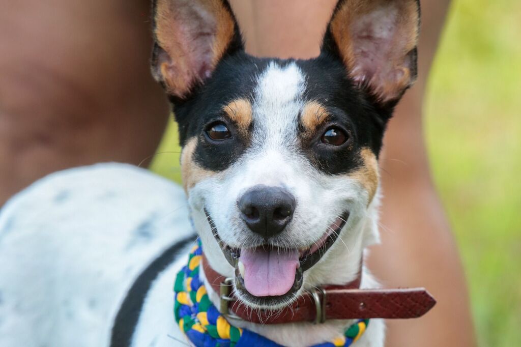 Centro de Bem Estar Animal de Joinville realiza feira de adoção neste sábado