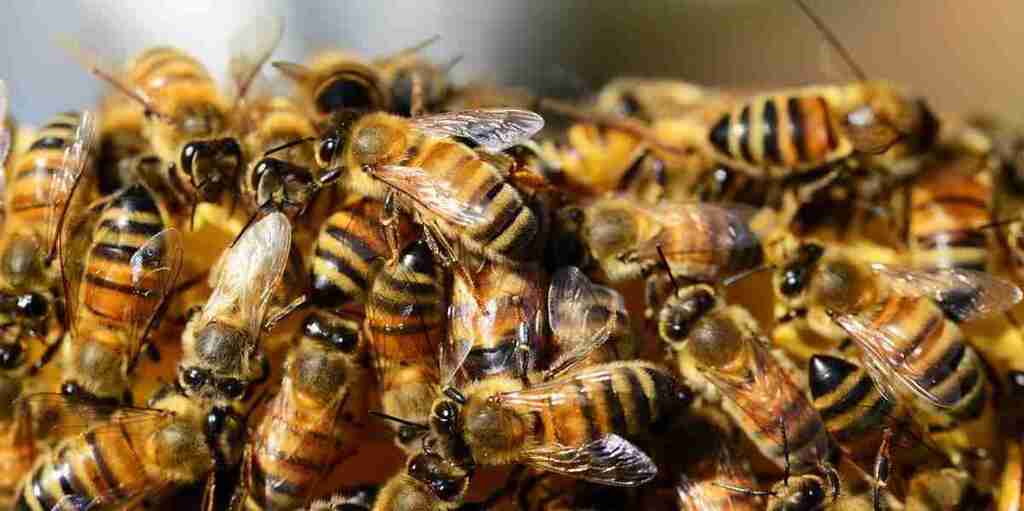 Bombeiros são acionados na Araçatuba para averiguar abelhas em estabelecimento