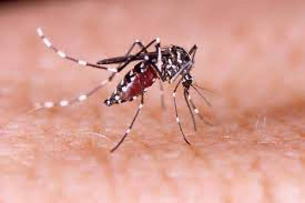 Dengue em SC: Imbituba passa dos 30 focos do Aedes aegypti