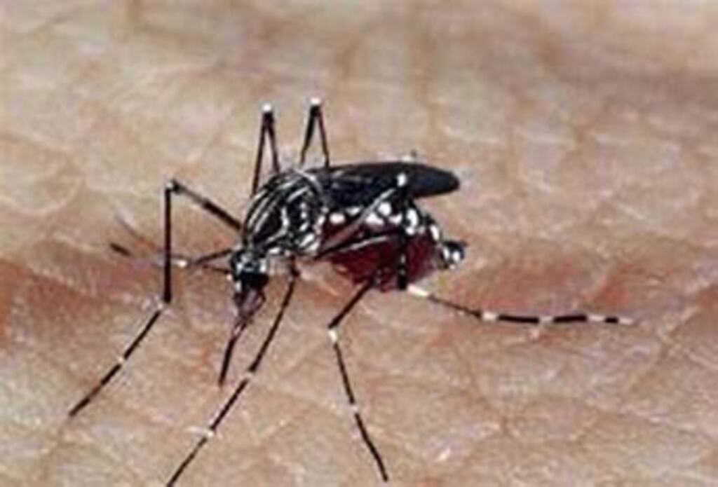 Joinville confirma segundo óbito por dengue de 2023