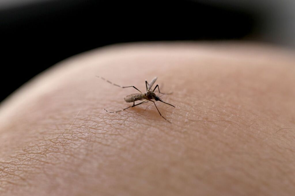 Confirmado quarto óbito por dengue de 2023 em Joinville