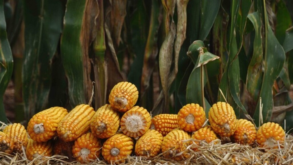 Foto: Fernando Dias - Ascom - Programa fomenta o cultivo do grão e do sorgo no Estado