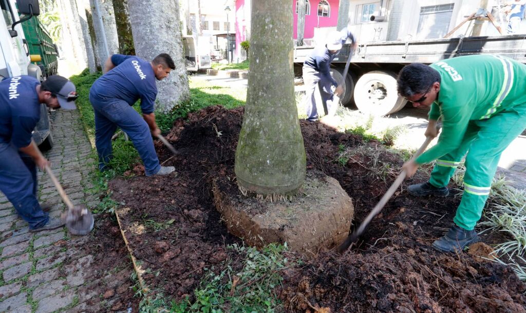 Prefeitura inicia plantio de palmeiras na Alameda Brüstlein