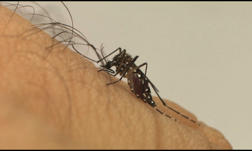 Bagé confirma primeiro caso de dengue do ano
