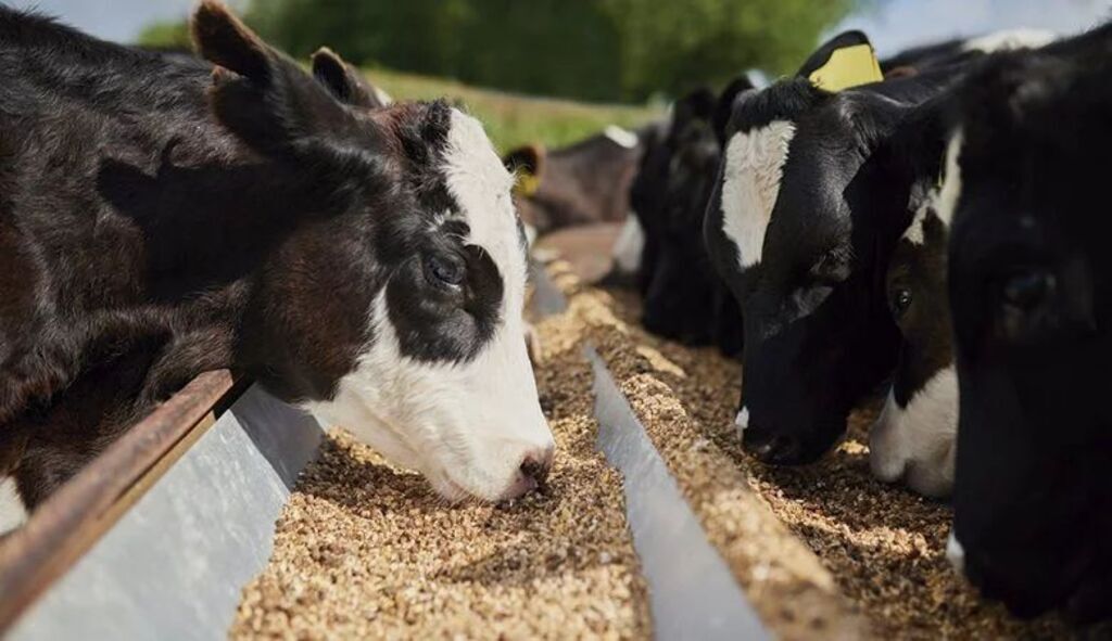 Começa credenciamento para doação de ração bovina