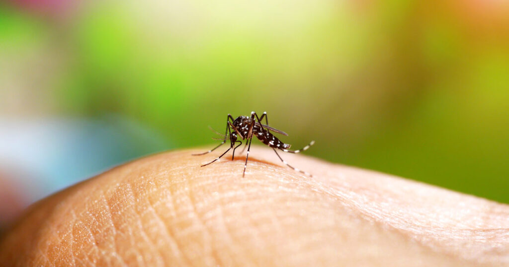 Reprodução - A principal forma de evitar a doença é a eliminação dos potenciais criadouros do Aedes aegypti.