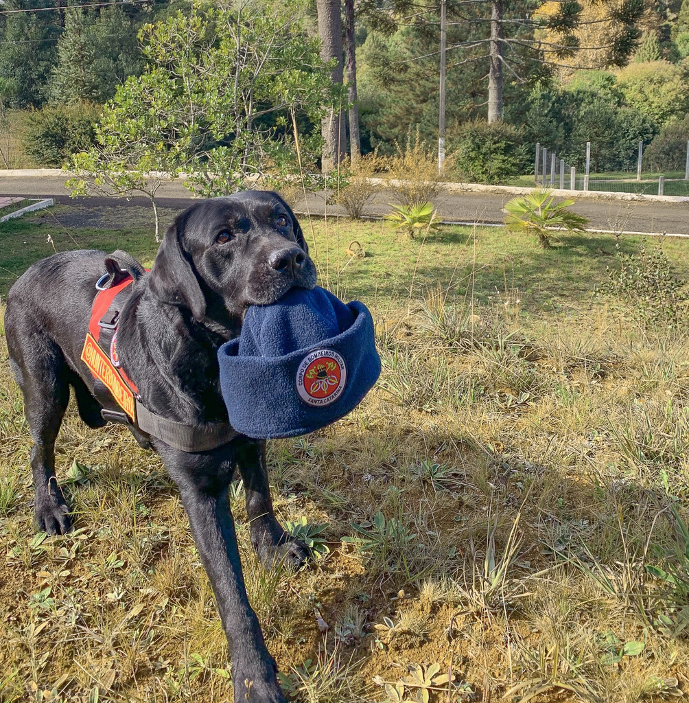 Cães de busca do CBMSC viram mascotes do Programa Bombeiro Mirim