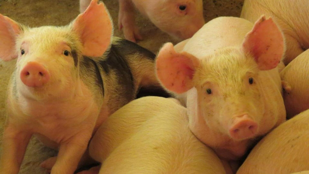 SC amplia exportações de carne suína no primeiro trimestre de 2023