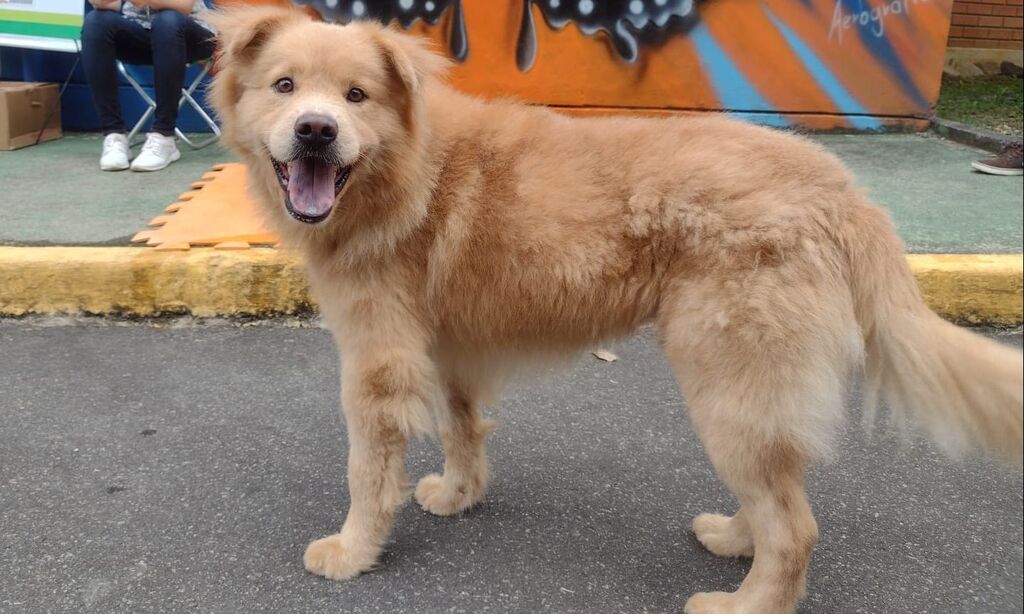 Centro de Bem-Estar Animal de Joinville realiza feira de adoção de animais neste sábado