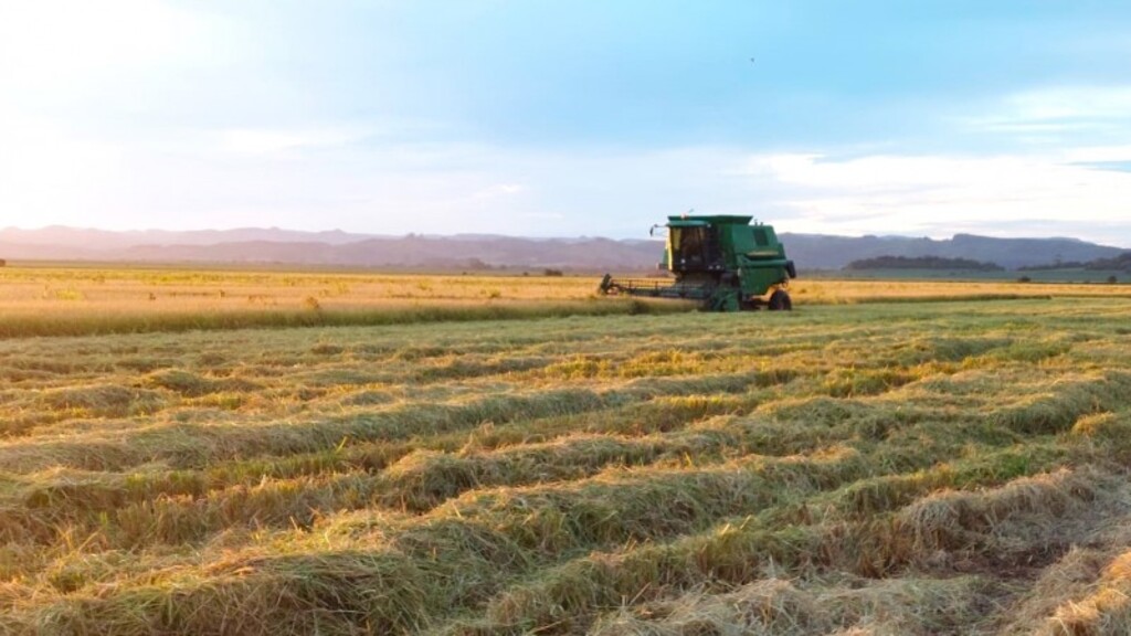 Pedro Hamann - DP - Produtores gaúchos já colheram 752.117 hectares de arroz