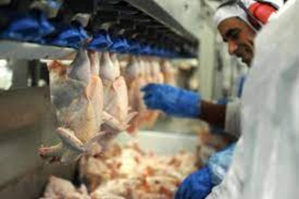 Exportação de frango catarinense gera receita de quase 220 milhões de dólares, maior valor desde 2019